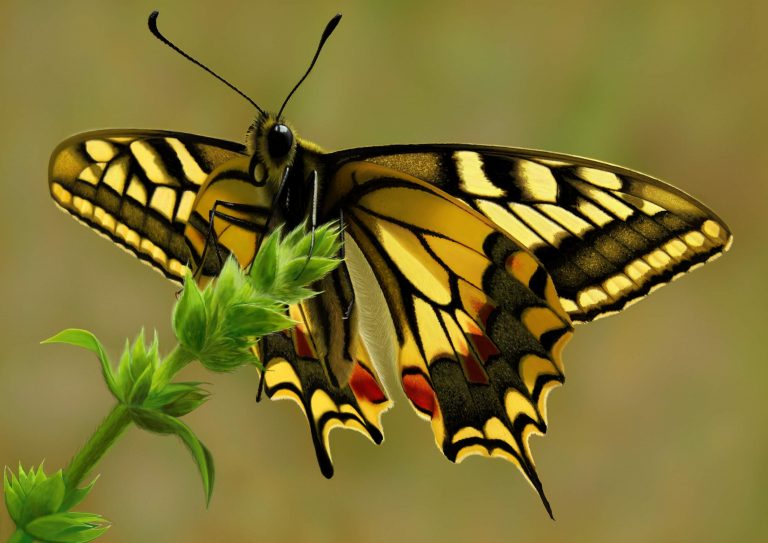 Butterfly