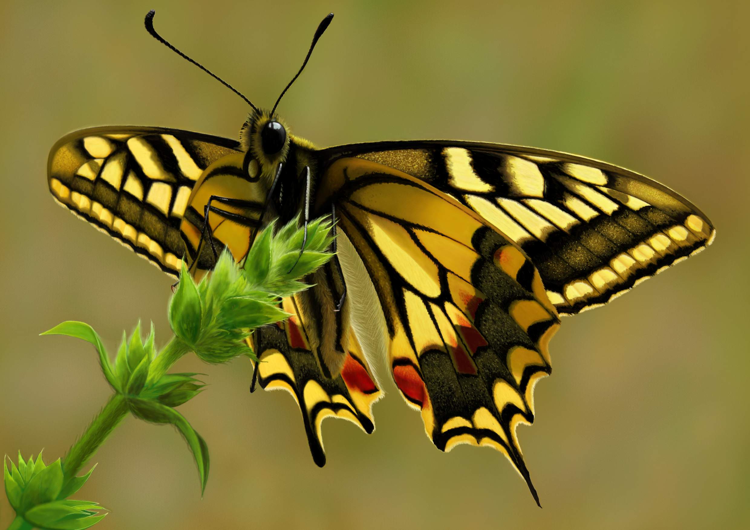 Butterfly